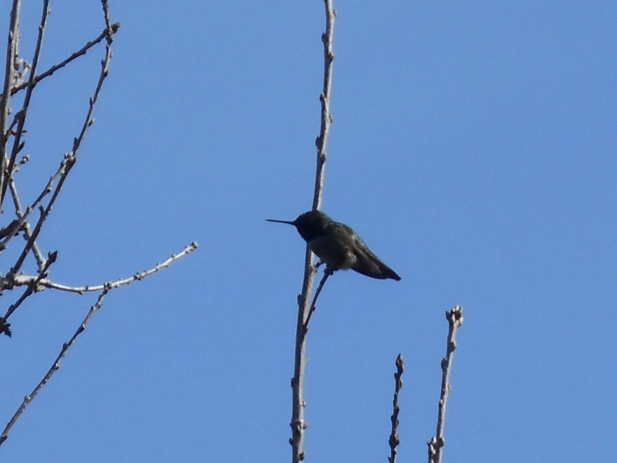 Anna's Hummingbird - ML25711791