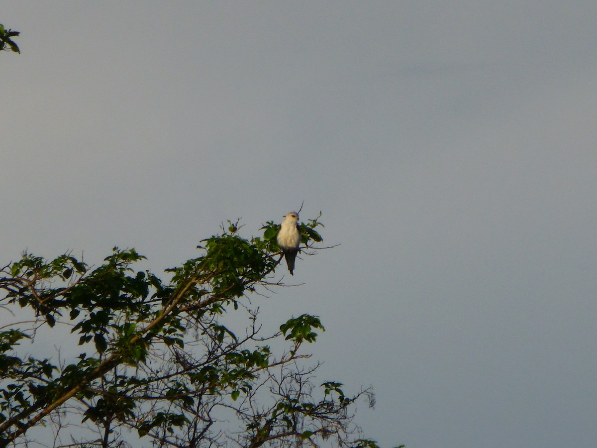 Black-winged Kite - nick stephens