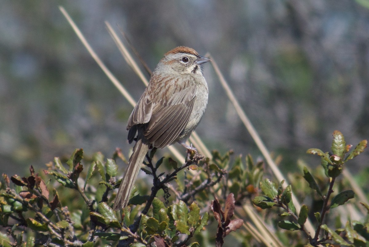 Rufous-crowned Sparrow - Will Knowlton