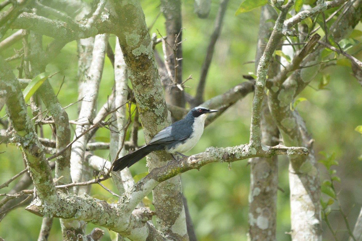 Blue-and-white Mockingbird - ML257126741