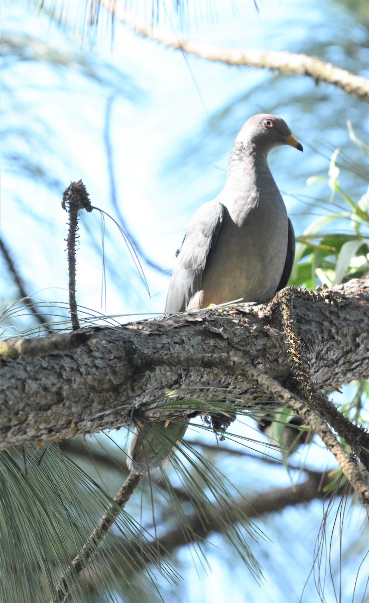 Band-tailed Pigeon - ML257127701