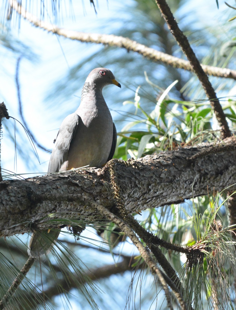 Band-tailed Pigeon - Ricardo Aguilar