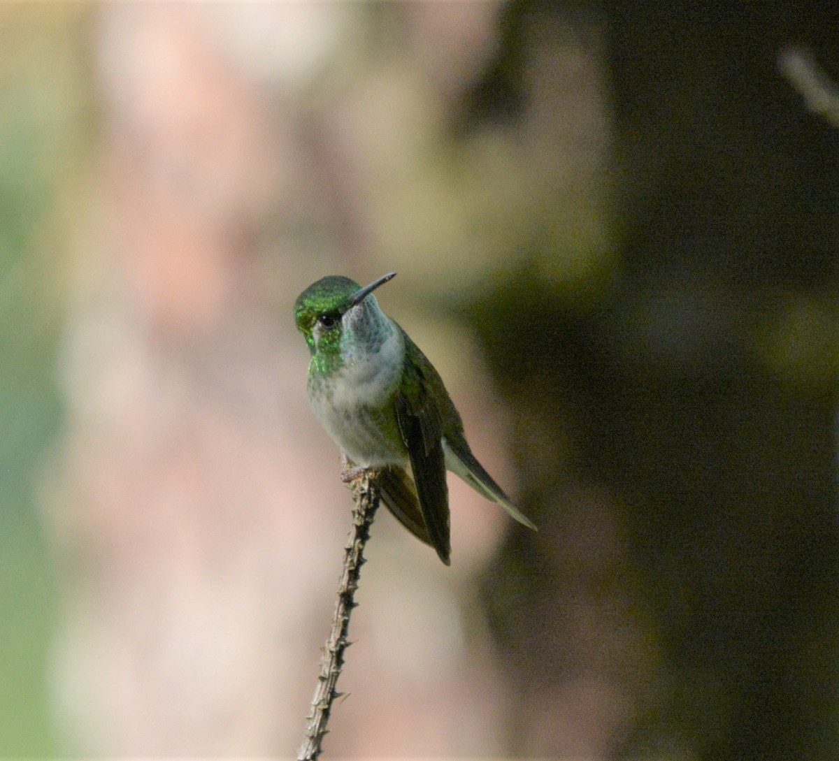 kolibřík salvadorský - ML257128431