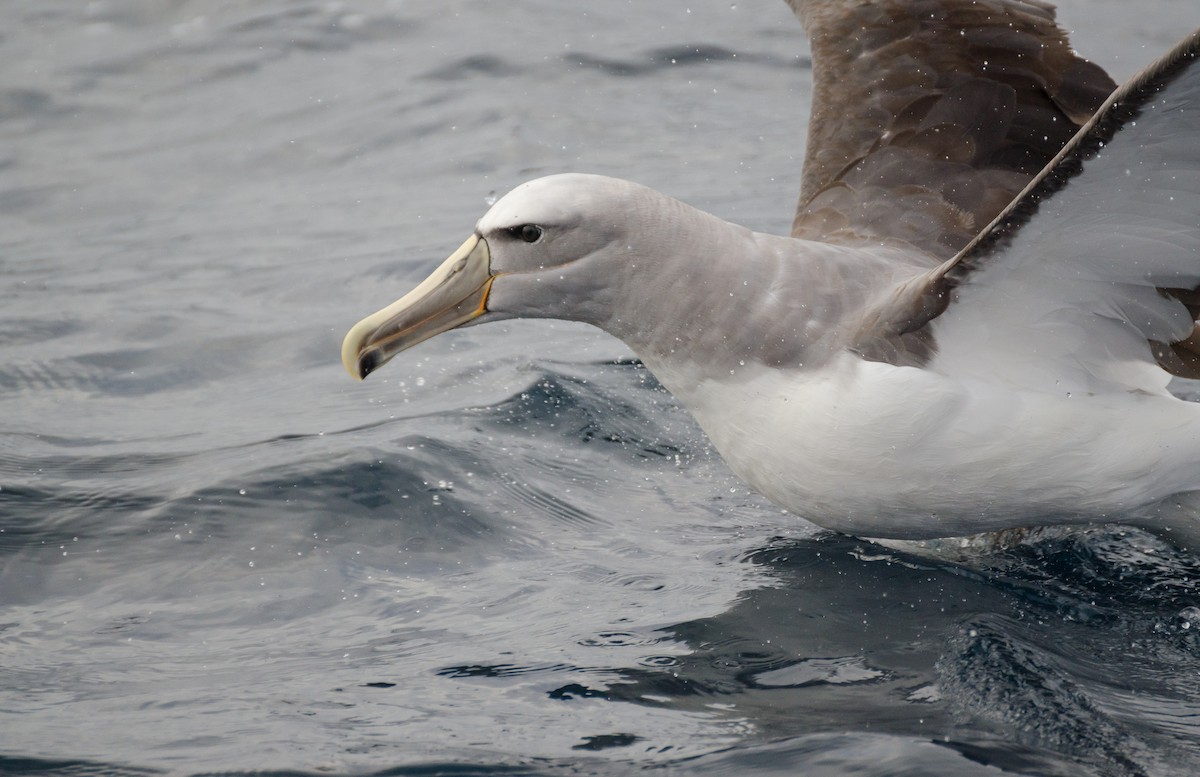 Salvin's Albatross - ML257128901