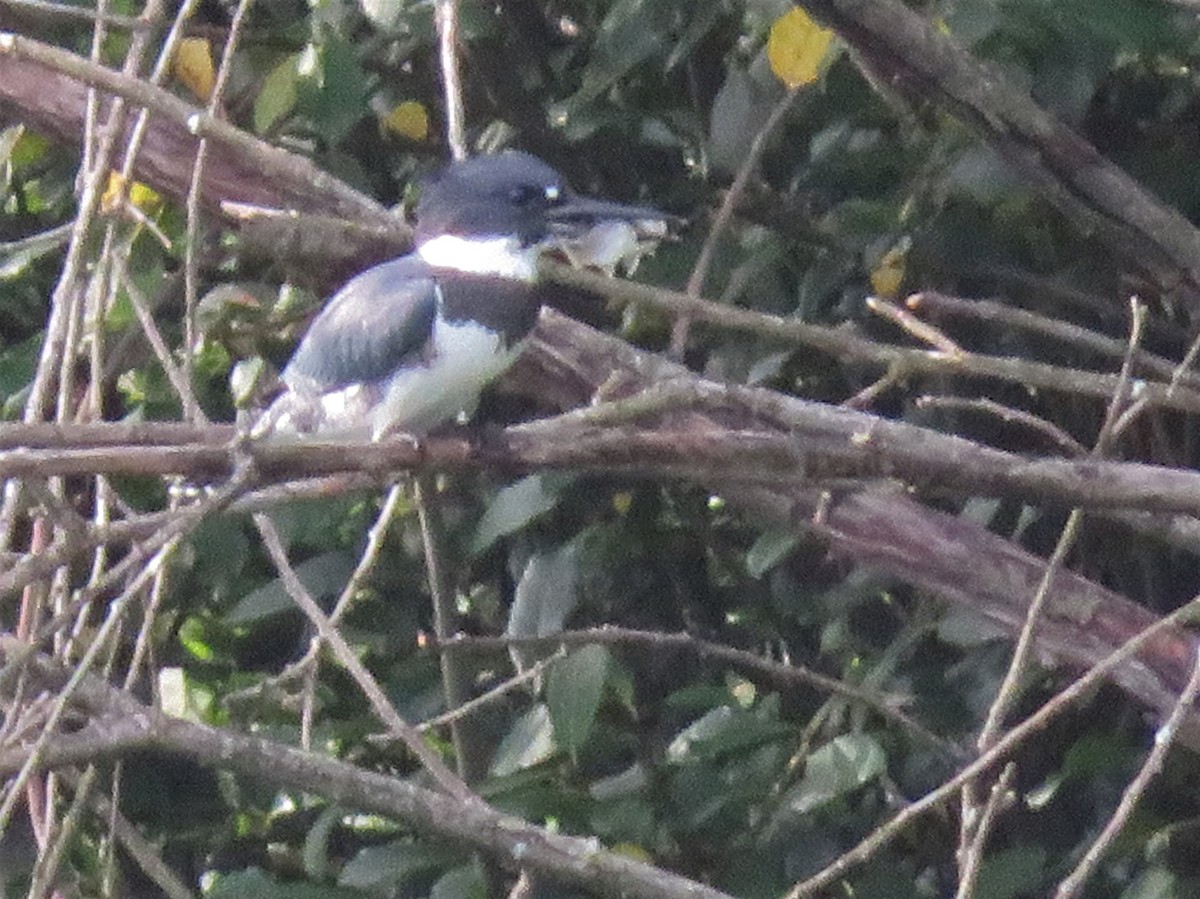 Belted Kingfisher - ML257132671