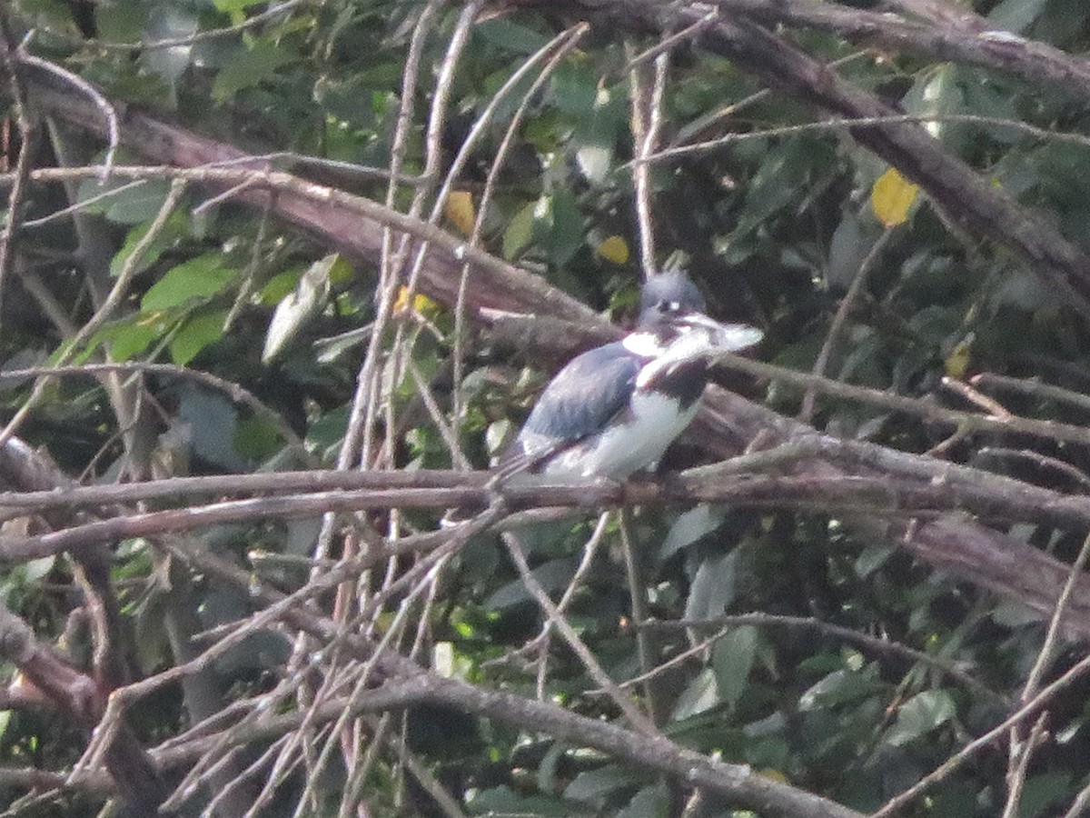 Belted Kingfisher - ML257132681