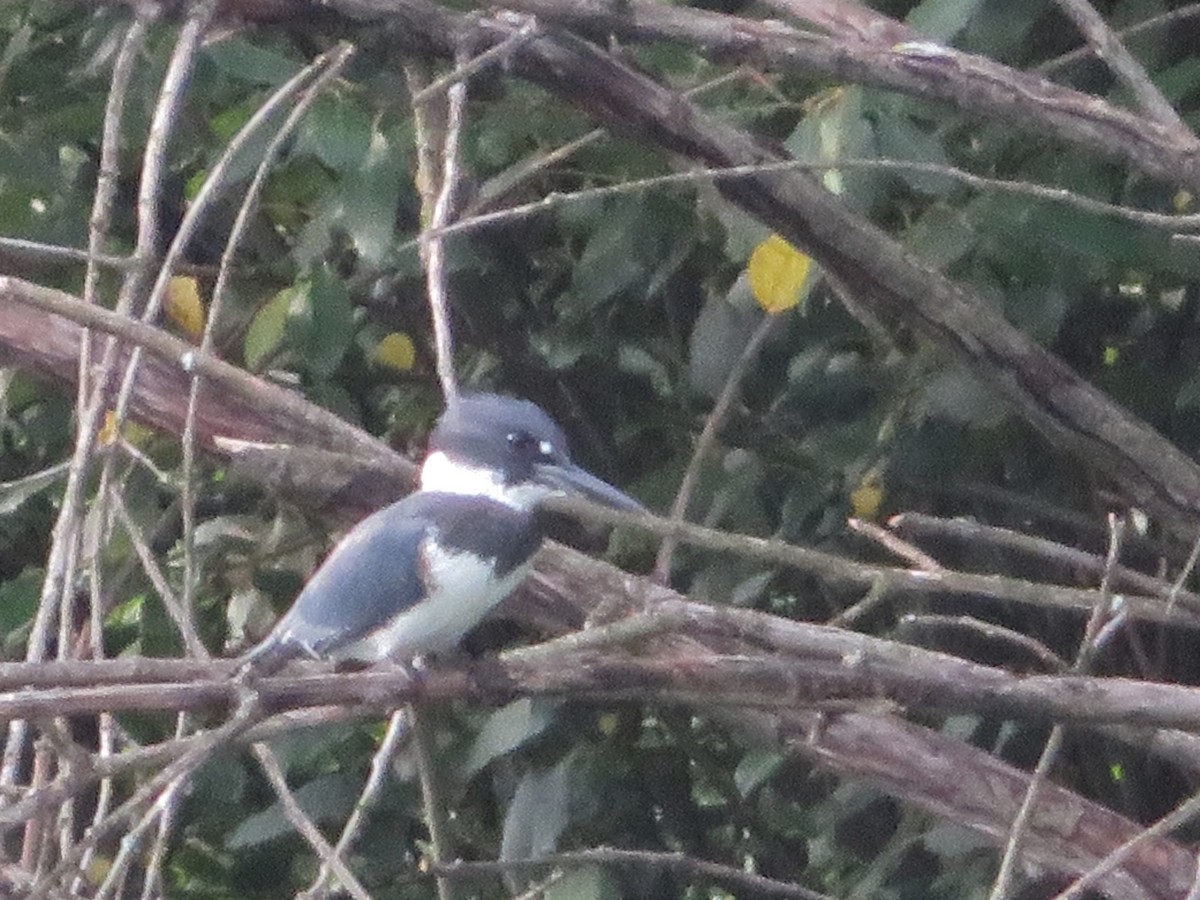 Belted Kingfisher - ML257132691