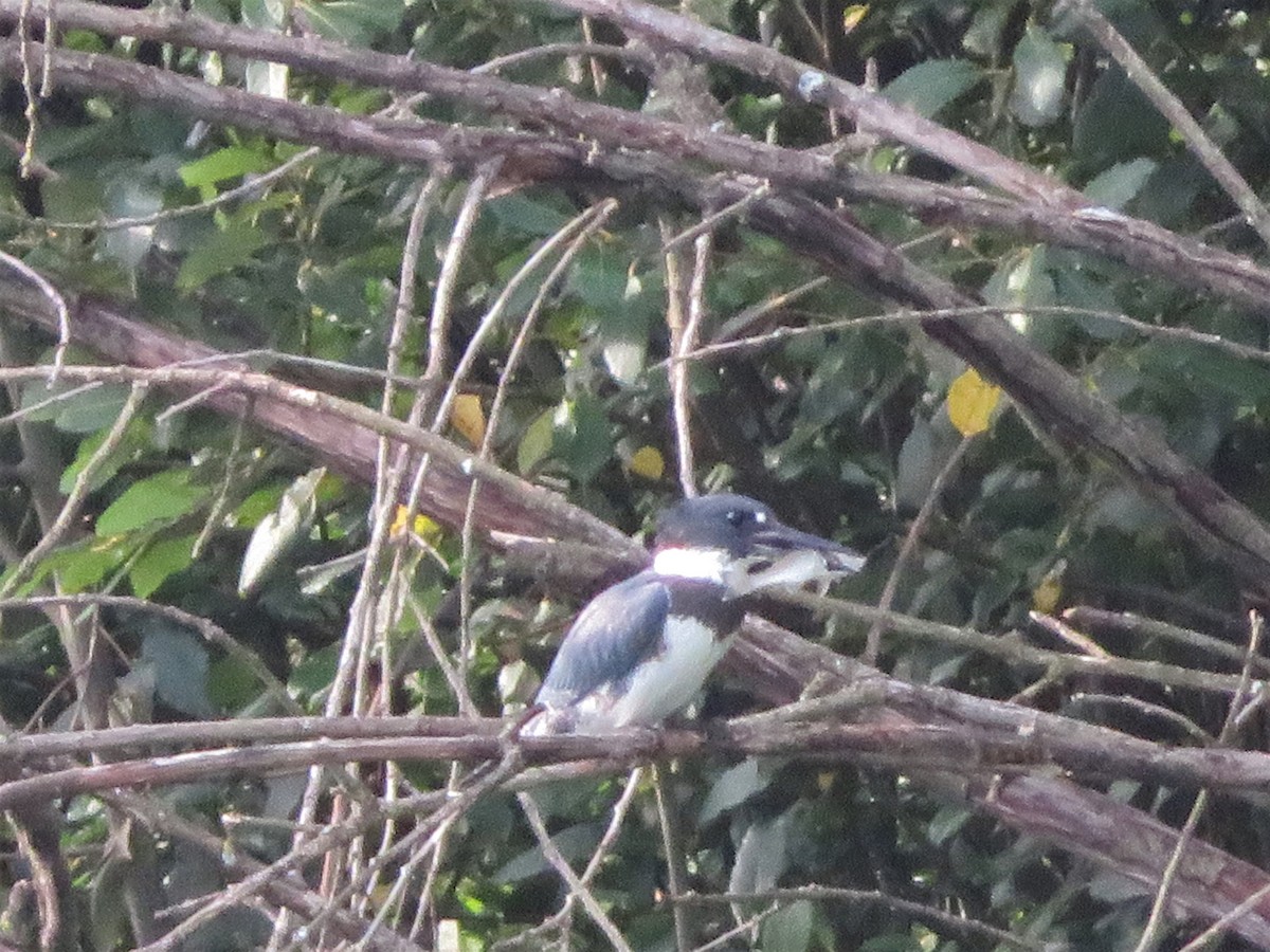 Belted Kingfisher - ML257132701