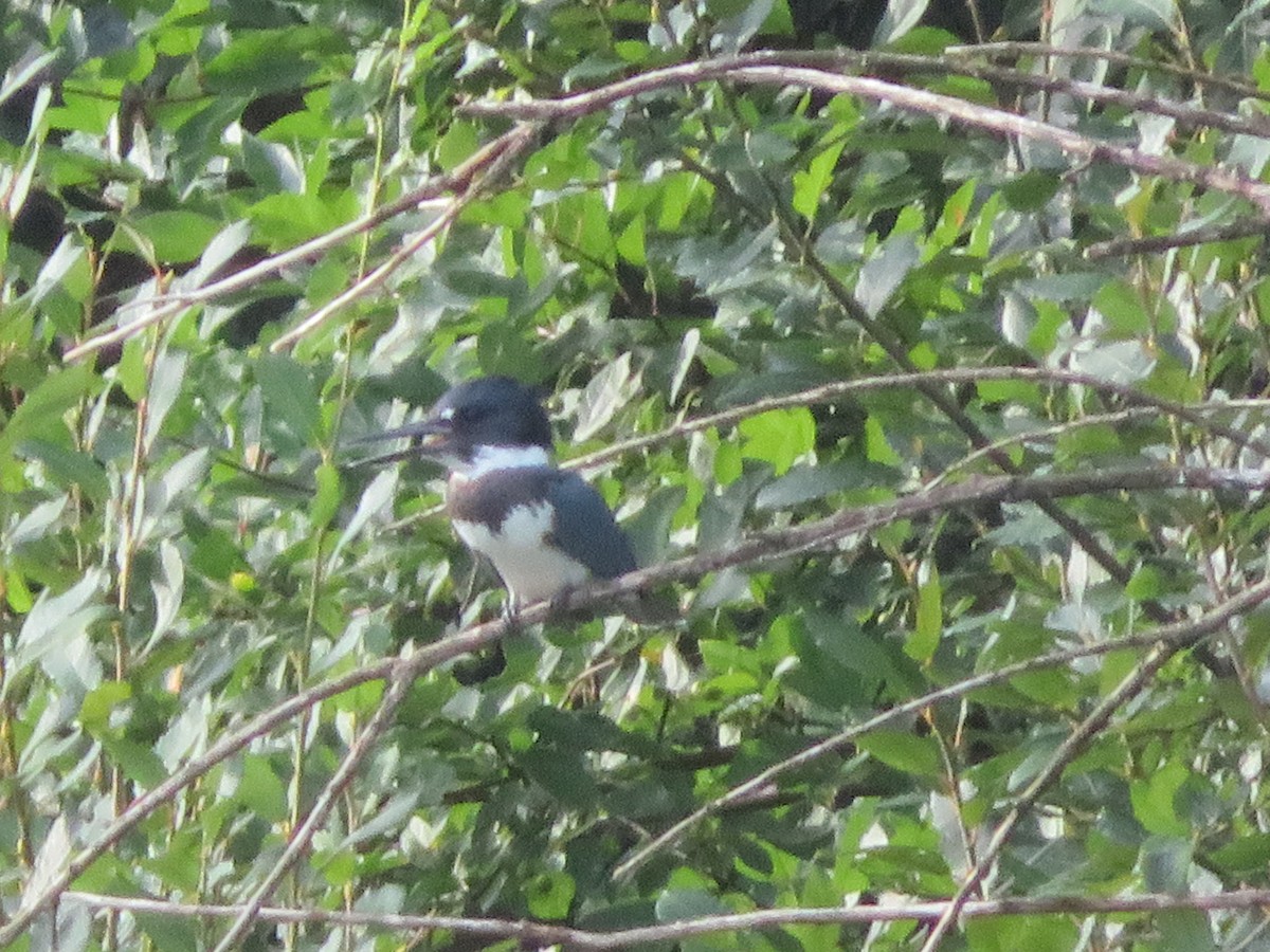 Belted Kingfisher - ML257132751