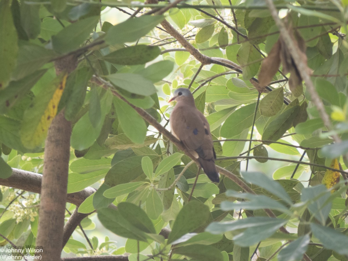 Blue-spotted Wood-Dove - ML257139281