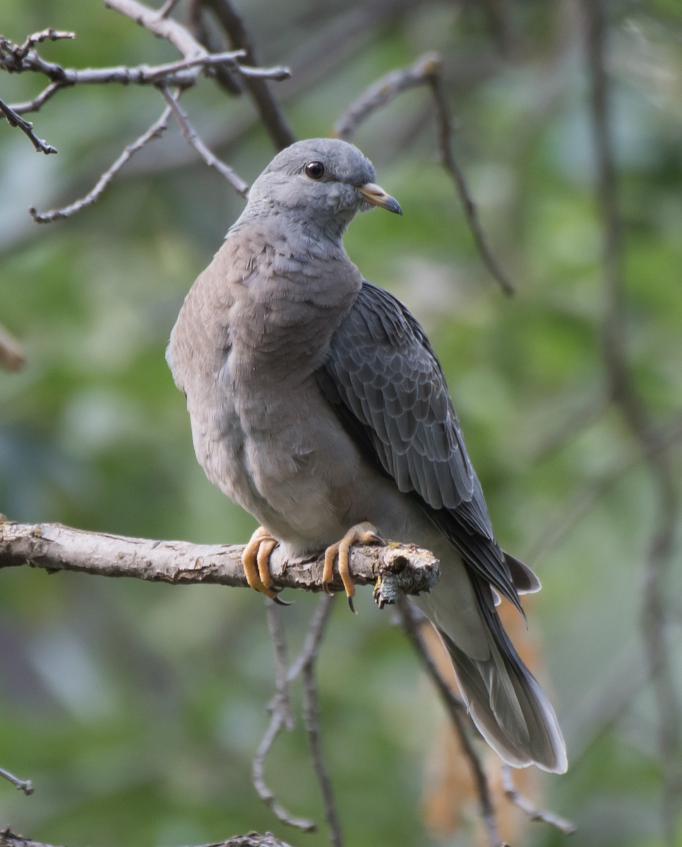 Band-tailed Pigeon - Gordon Karre