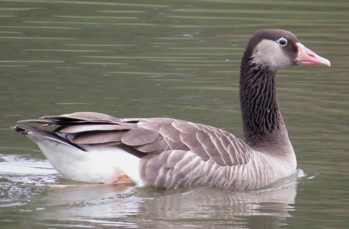 Graylag x Canada Goose (hybrid) - Nels Nelson