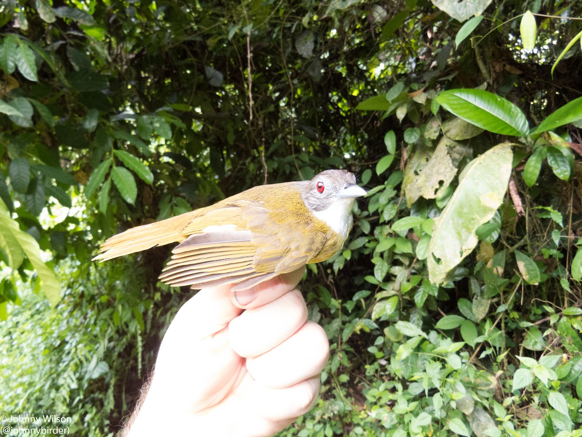 Red-tailed Greenbul - ML257147391