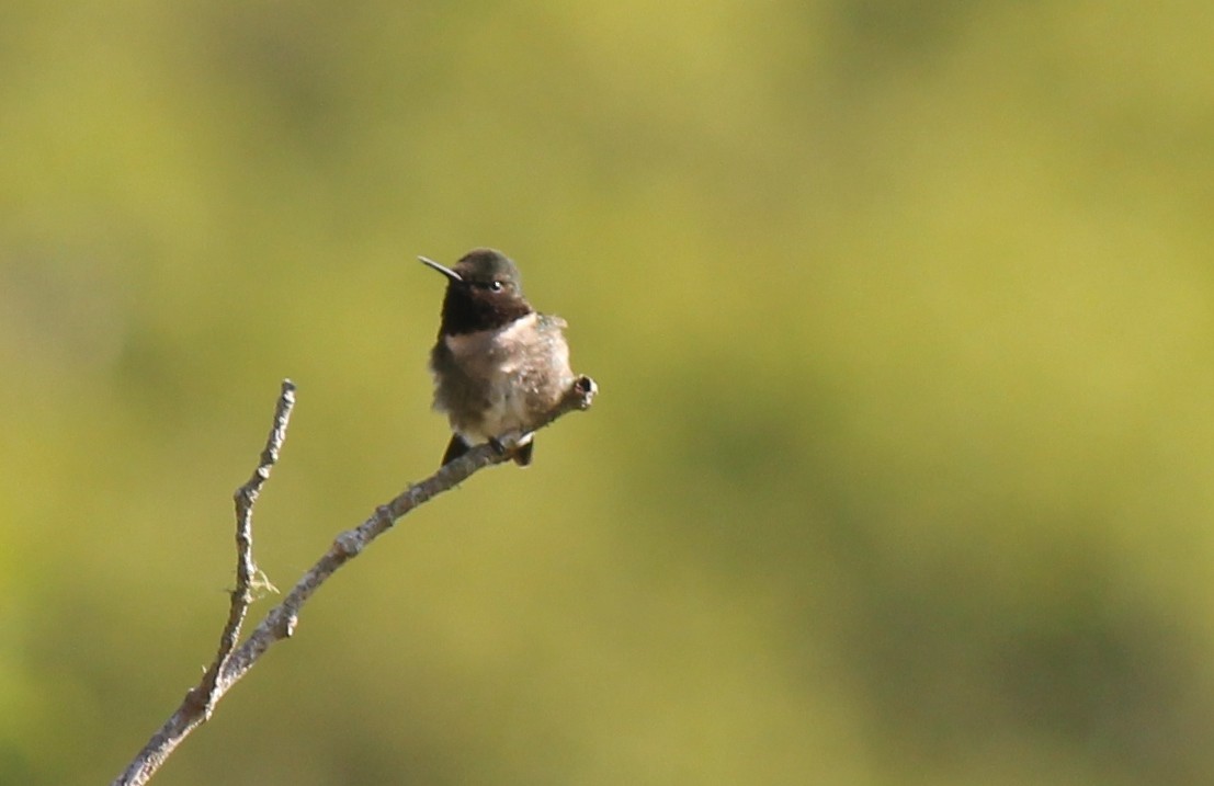 Ruby-throated Hummingbird - benny albro