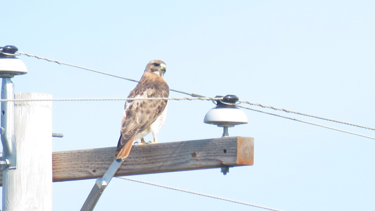 Red-tailed Hawk - ML257154791