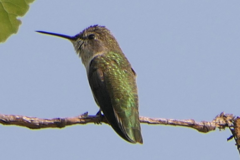 Costa's Hummingbird - Robert Hamilton