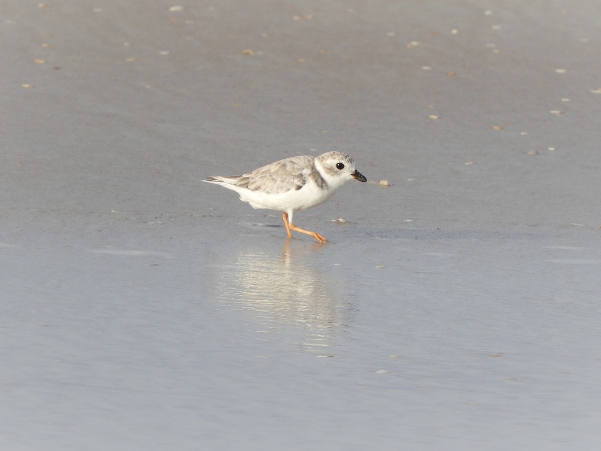 Piping Plover - ML257163121