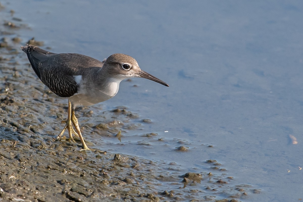 Spotted Sandpiper - Mike Stewart