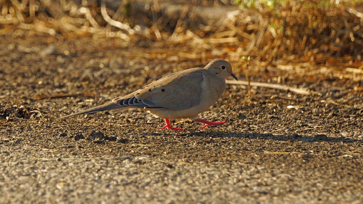 Mourning Dove - Skipper Anding