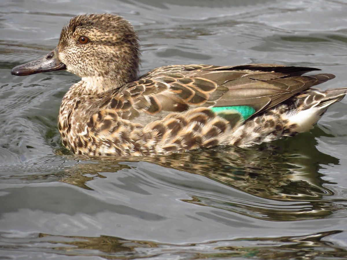 Green-winged Teal - ML25716901