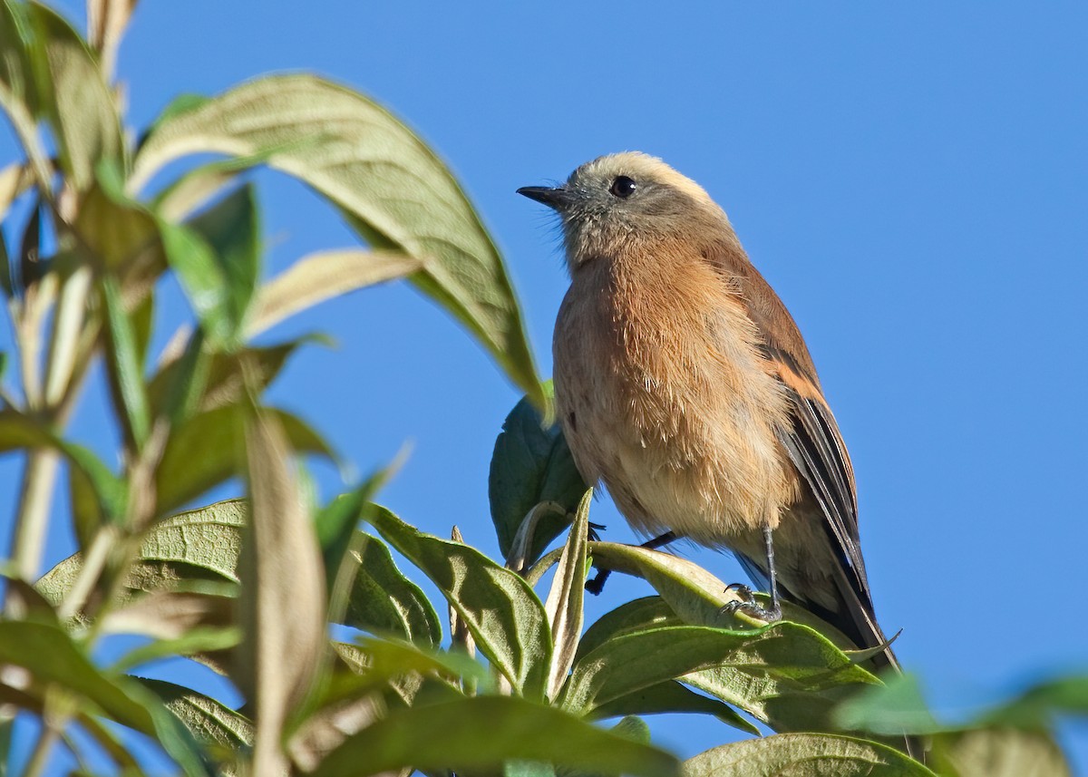 Brown-backed Chat-Tyrant - ML257171871