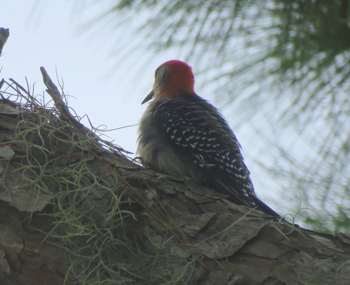 Red-bellied Woodpecker - ML257172011