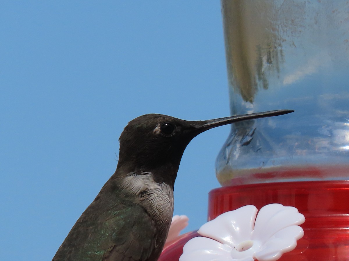 Black-chinned Hummingbird - ML257174351