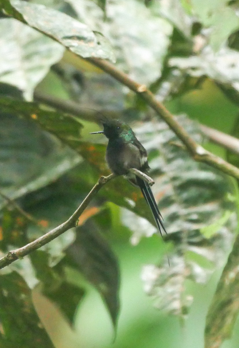 Wire-crested Thorntail - ML257186171