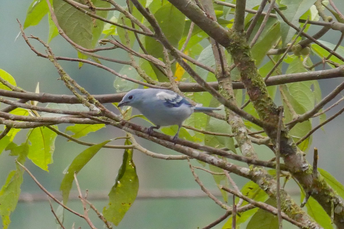 Blue-gray Tanager - ML257186411