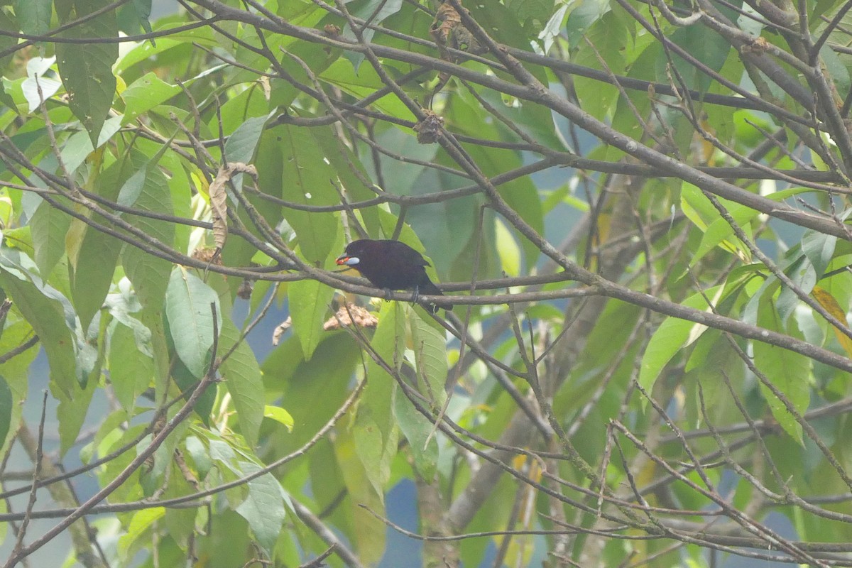 Silver-beaked Tanager - ML257186471