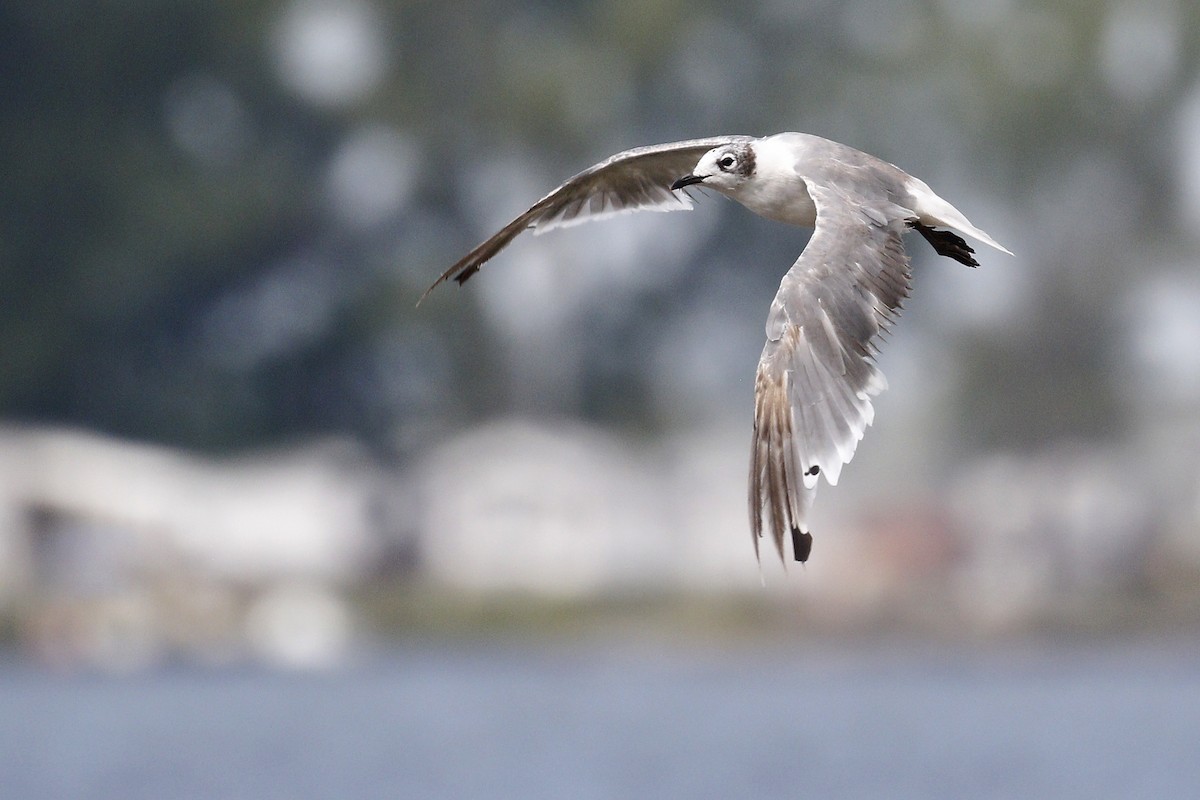 Franklin's Gull - Ted Keyel