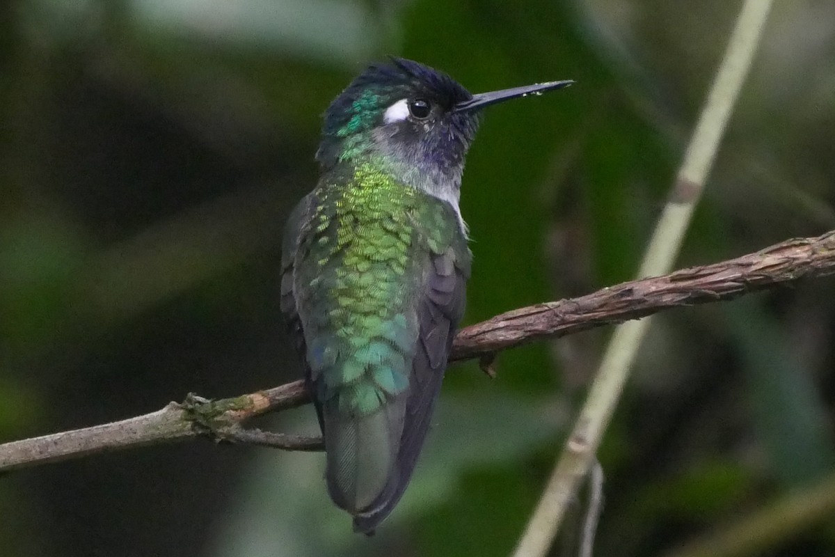 Violet-headed Hummingbird - ML257187261