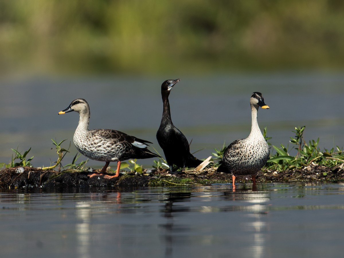 Indian Spot-billed Duck - Nick Athanas