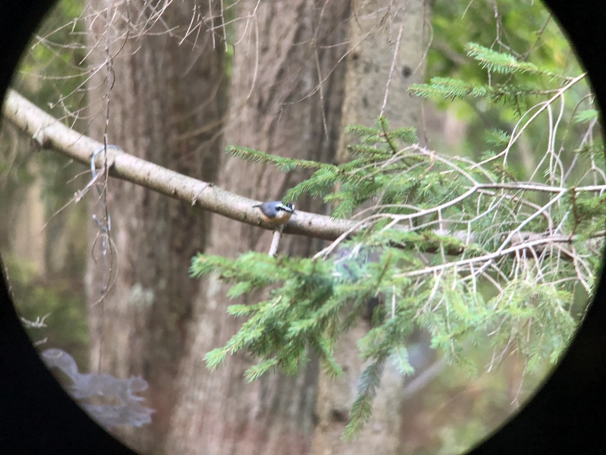 Red-breasted Nuthatch - ML257189541