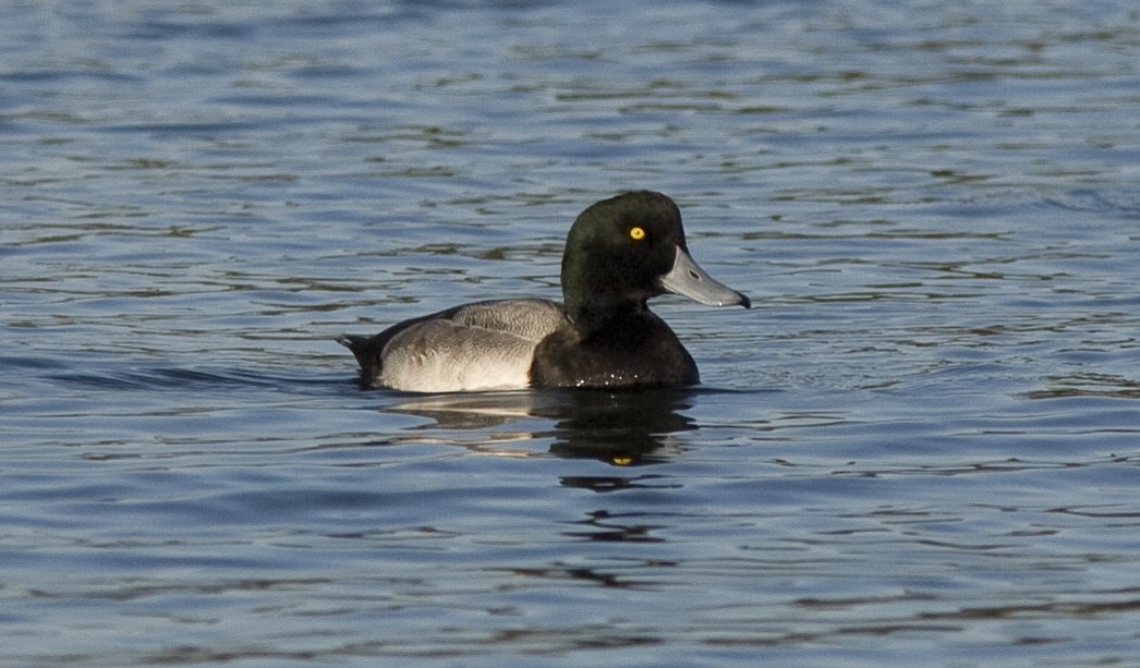 Greater Scaup - ML25719201