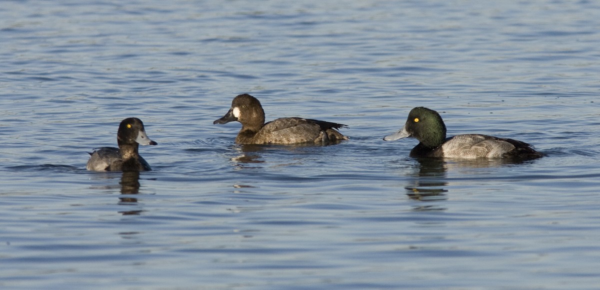 Greater Scaup - ML25719221