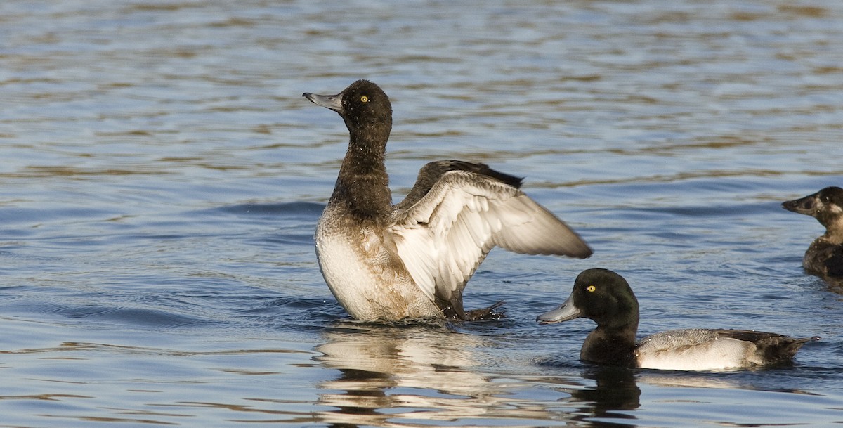 Greater Scaup - ML25719231