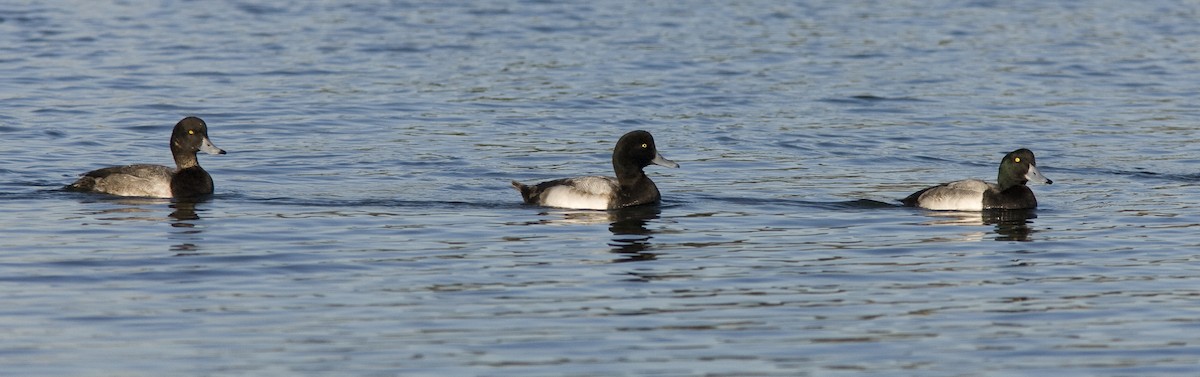 Greater Scaup - ML25719241