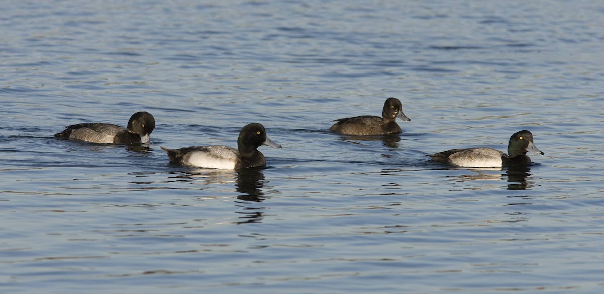 Greater Scaup - ML25719251