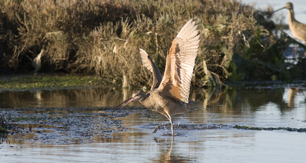Long-billed Curlew - ML25719431