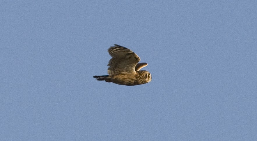Short-eared Owl - ML25719451