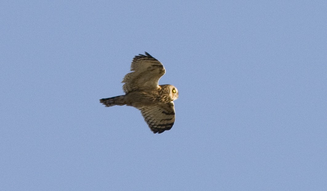 Short-eared Owl - ML25719471