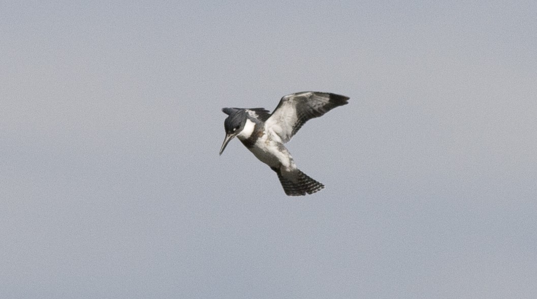 Belted Kingfisher - ML25719521