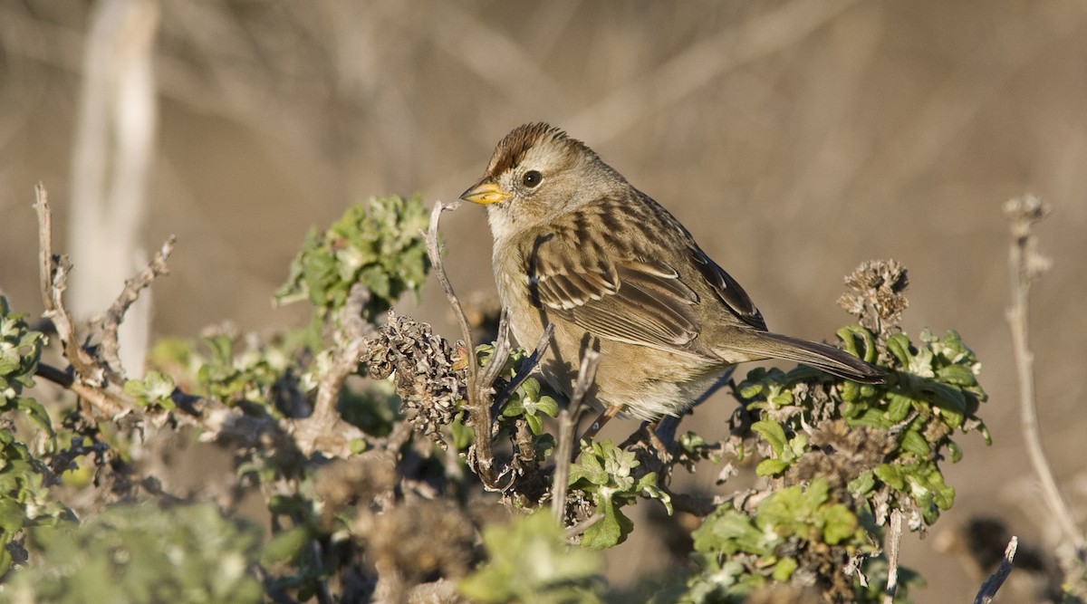 White-crowned Sparrow (nuttalli) - ML25719551
