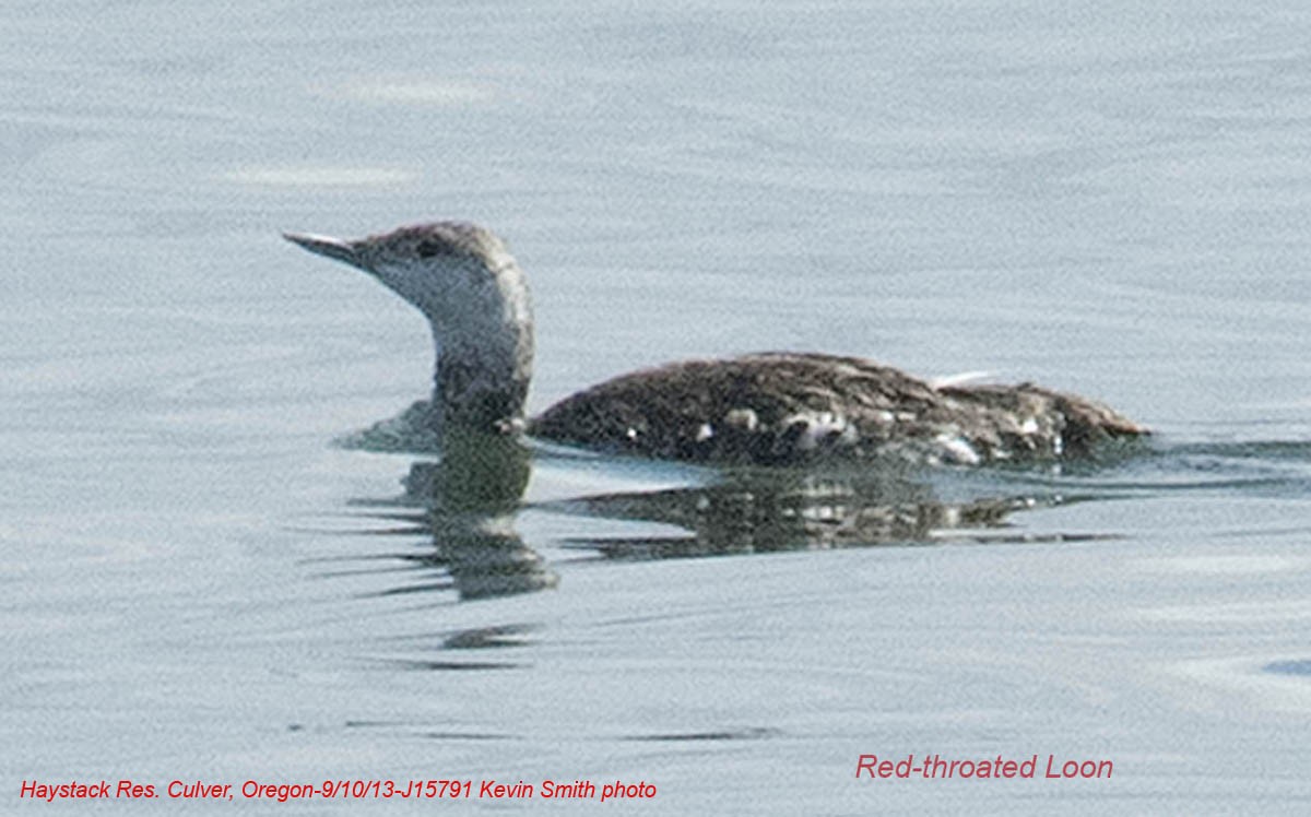 Red-throated Loon - Central Oregon Historical Records