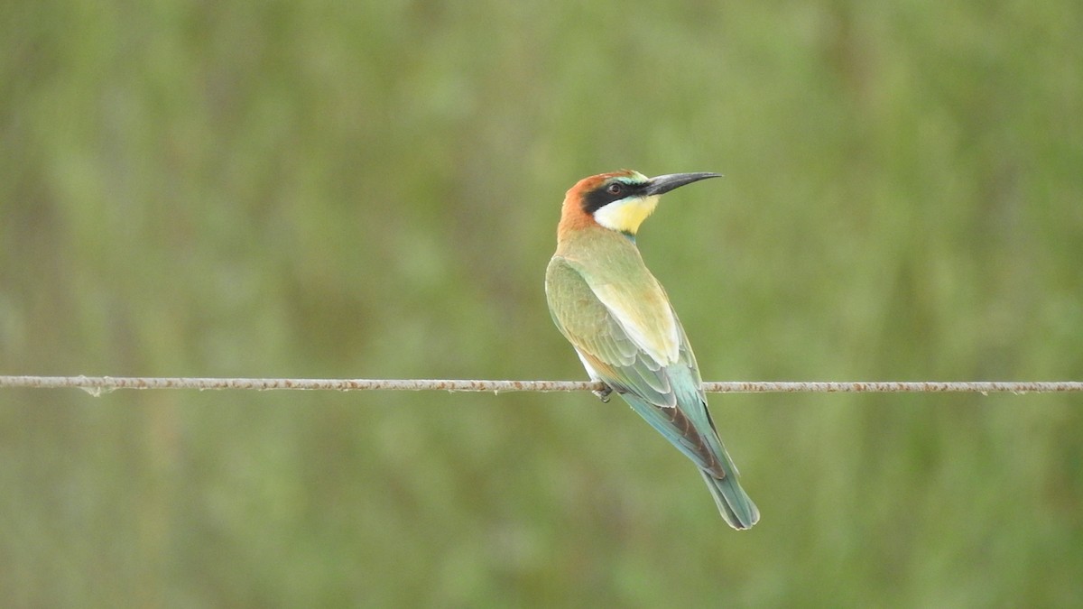 European Bee-eater - ML257205021