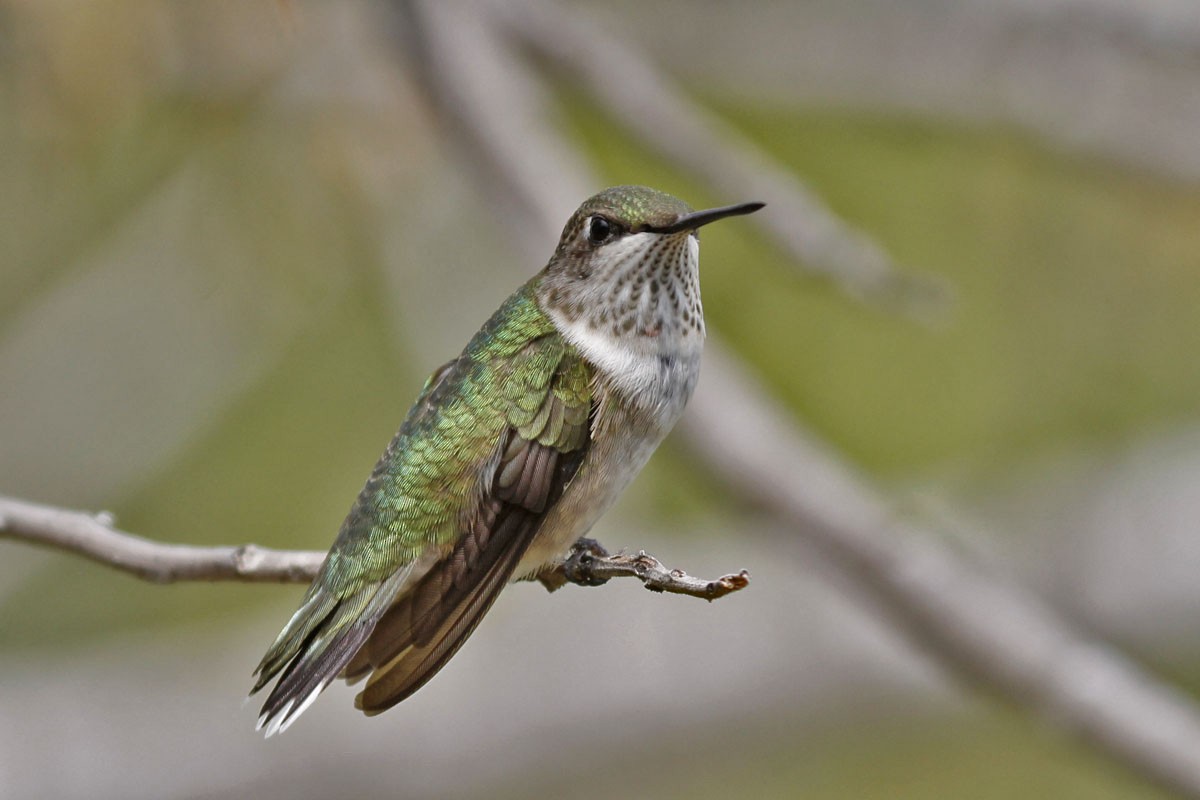 Ruby-throated Hummingbird - Leslie Linehan