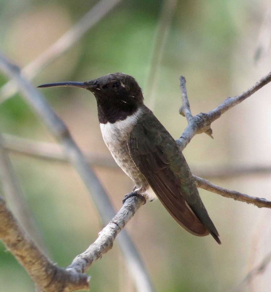 Black-chinned Hummingbird - ML257208551