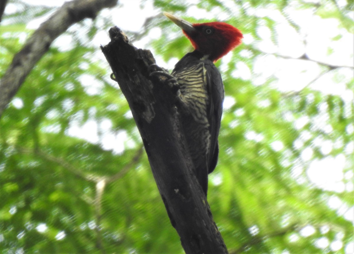 Pale-billed Woodpecker - ML257209171