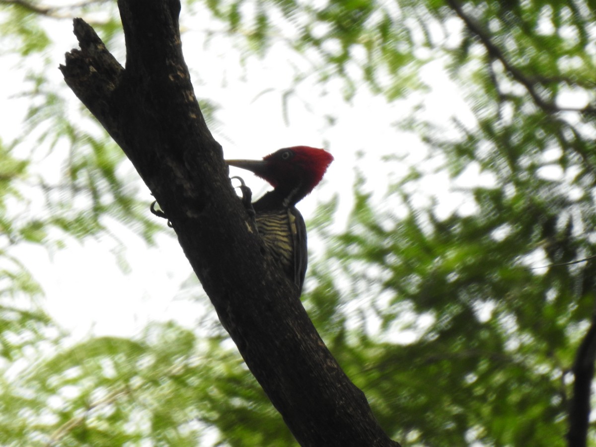Pale-billed Woodpecker - ML257209191